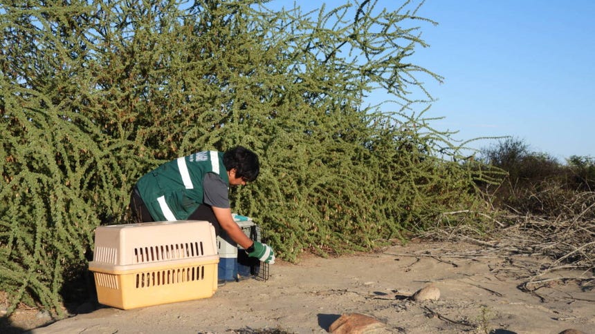 Los animales fueron liberados tras pasar por exámenes médicos que garantizaron su buen estado físico para regresar a su hábitat.