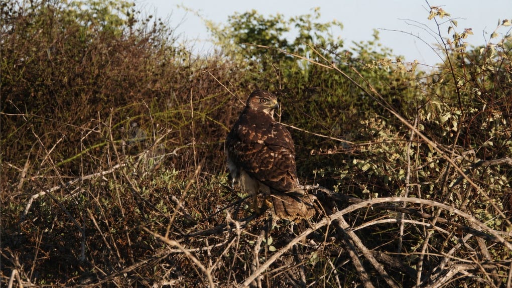 Los ejemplares se tratan de un gavilán acanelado y un águila mora.