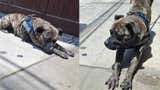 San Miguel: familia busca a perrito que desapareció hace más de una semana
