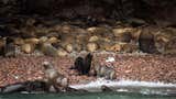 Ica: Ministerio del Ambiente activa vigilancia por muerte inusual de lobos marinos en áreas protegidas