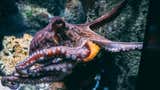 “Ver” con la piel: el enigma visual de pulpos, sepias y calamares