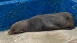 Lambayeque: Serfor rescata a lobo marino que varó en playa de Pimentel