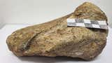 Investigadores registran por primera vez un fósil de dinosaurio en la Amazonía de Ecuador