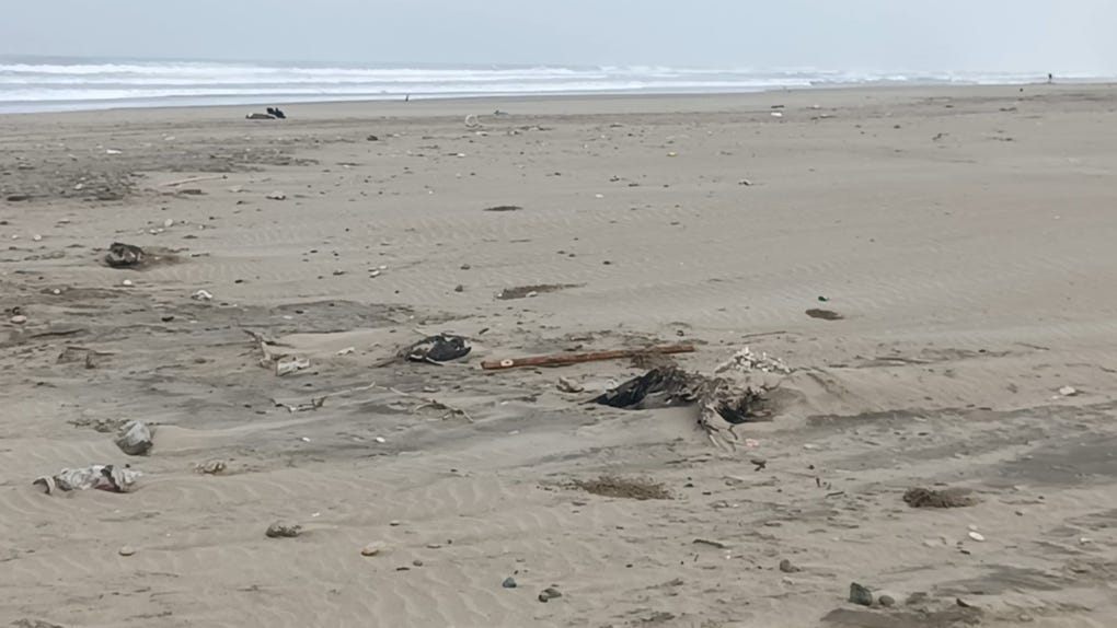 La autoridad afirmó que lobos de mar también han sido encontrados en plena orilla de playa.