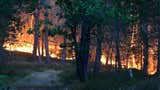 Francia: un incendio, probablemente provocado, arrasa parte del emblemático bosque de Fontainebleau