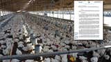 Producción de pollo y huevos en riesgo: Senasa declara 90 días de emergencia sanitaria por influenza aviar