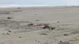 Reportan hallazgo de aves marinas y otras especies fallecidas en Moquegua y Lambayeque