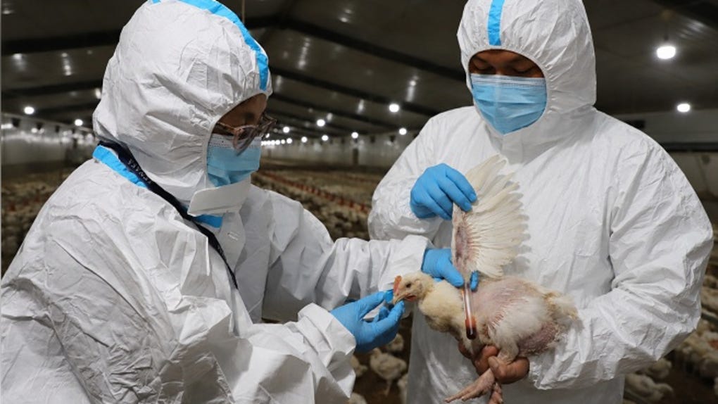 Bonifaz aseguró que los productos avícolas que llegan al mercado pasan inspecciones veterinarias exhaustivas. 
