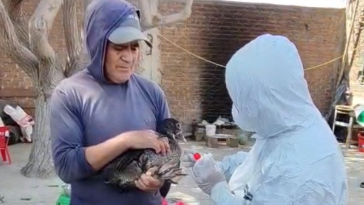 Lambayeque: Senasa confirma primer caso de influenza aviar en aves de traspatio del distrito de Reque