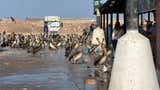 Trujillo: más de 300 pelícanos y gaviotas buscan alimento en el terminal pesquero por el fenómeno El Niño