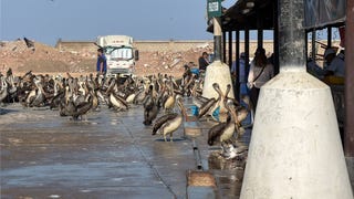 Trujillo: más de 300 pelícanos y gaviotas buscan alimento en el terminal pesquero por el fenómeno El Niño