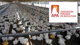Industria avícola descarta impacto en producción de pollo tras emergencia sanitaria de Senasa: 
