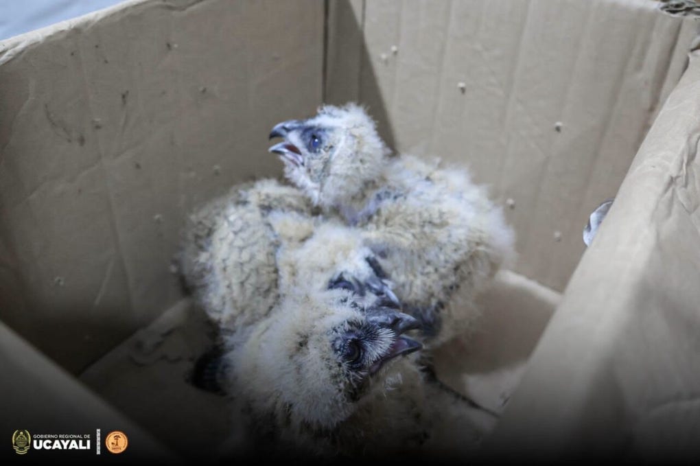 Un ciudadano encontró a tres polluelos de lechuza solos en su jardín y, tras varios días sin que su madre regresara, decidió entregarlos a la Gerencia Regional Forestal y de Fauna Silvestre de Ucayali.