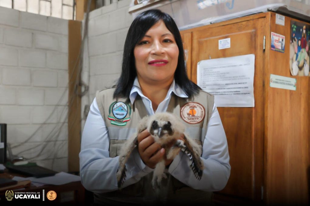 Los ejemplares fueron puestos bajo el cuidado de especialistas, quienes les brindan alimentación y atención veterinaria durante el periodo de cuarentena para garantizar su recuperación.
