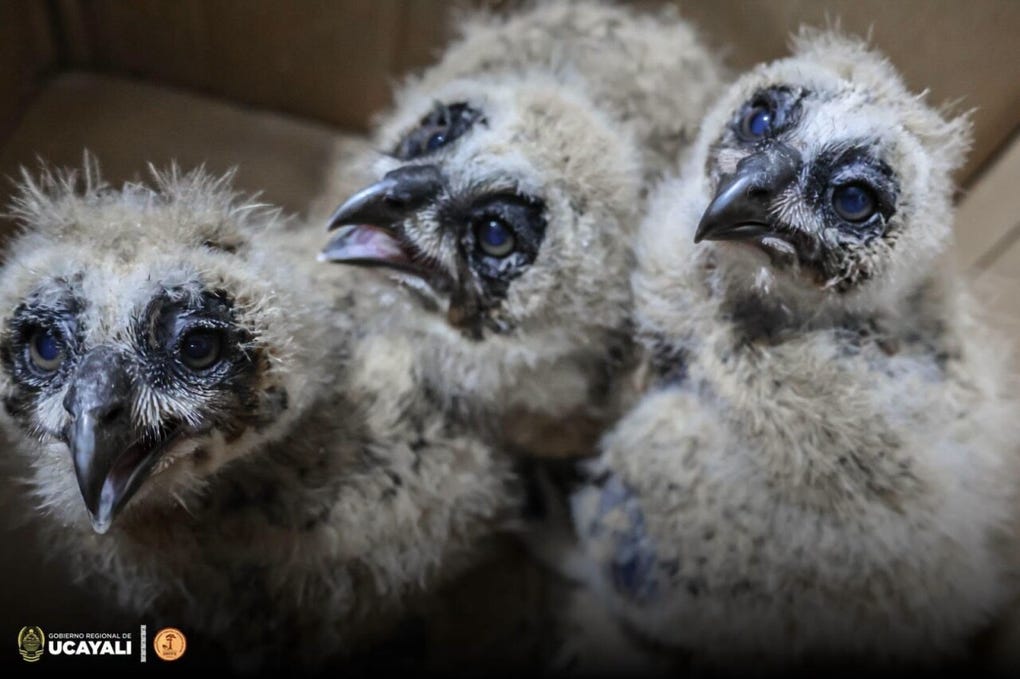 Las autoridades exhortaron a la ciudadanía a no llevar animales silvestres a sus hogares y a informar de inmediato a las entidades competentes en caso de encontrar ejemplares de fauna silvestre.