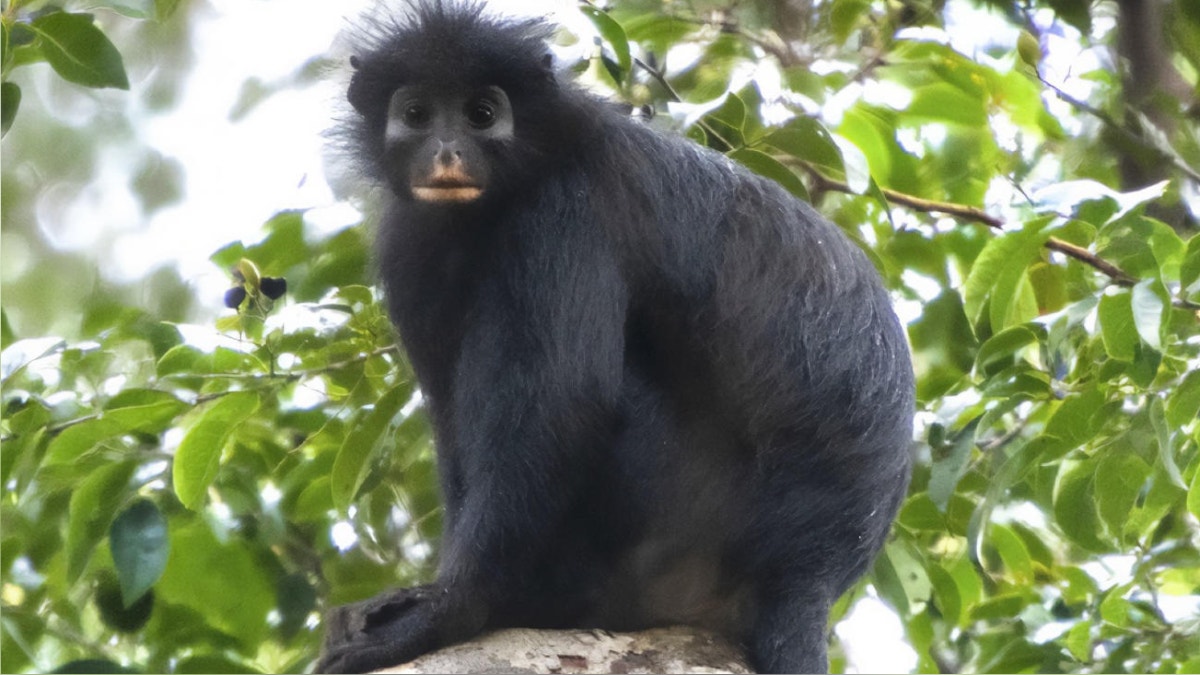 Descubren una nueva especie de mono en el Congo: tiene labios anaranjados y está en peligro de extinción