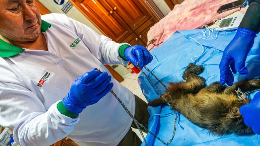 El monito recibió atención médica veterinaria. 