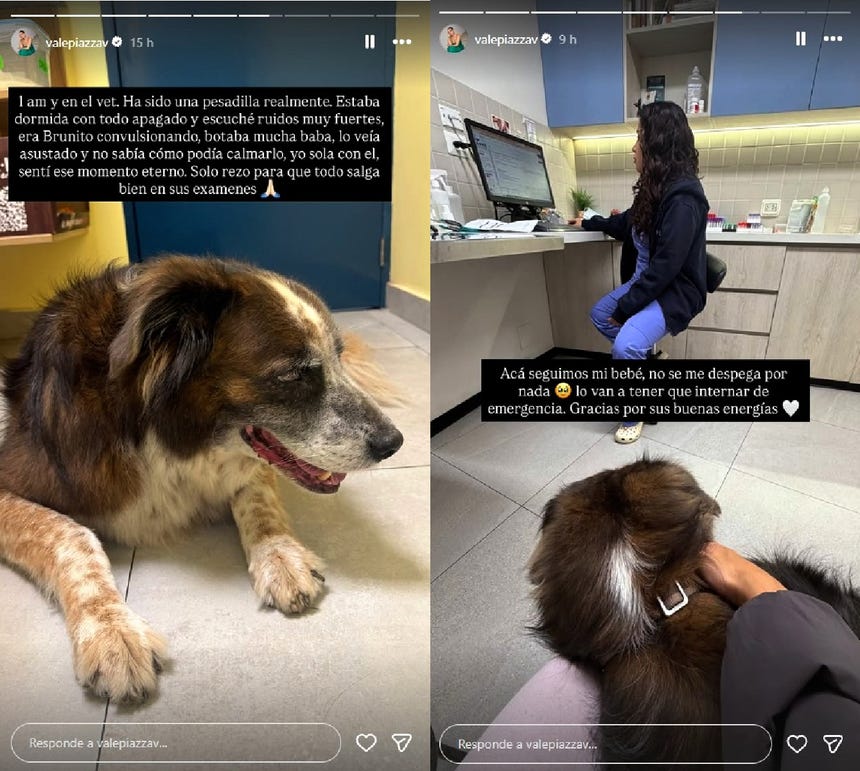 Valeria Piazza mostró el proceso médico que pasó su mascota en la veterinaria.