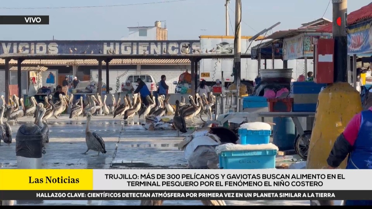 Trujillo: más de 300 pelícanos y gaviotas buscan alimento en el terminal pesquero por el Fenómeno El Niño Costero
