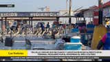 Trujillo: más de 300 pelícanos y gaviotas buscan alimento en el terminal pesquero por el Fenómeno El Niño Costero