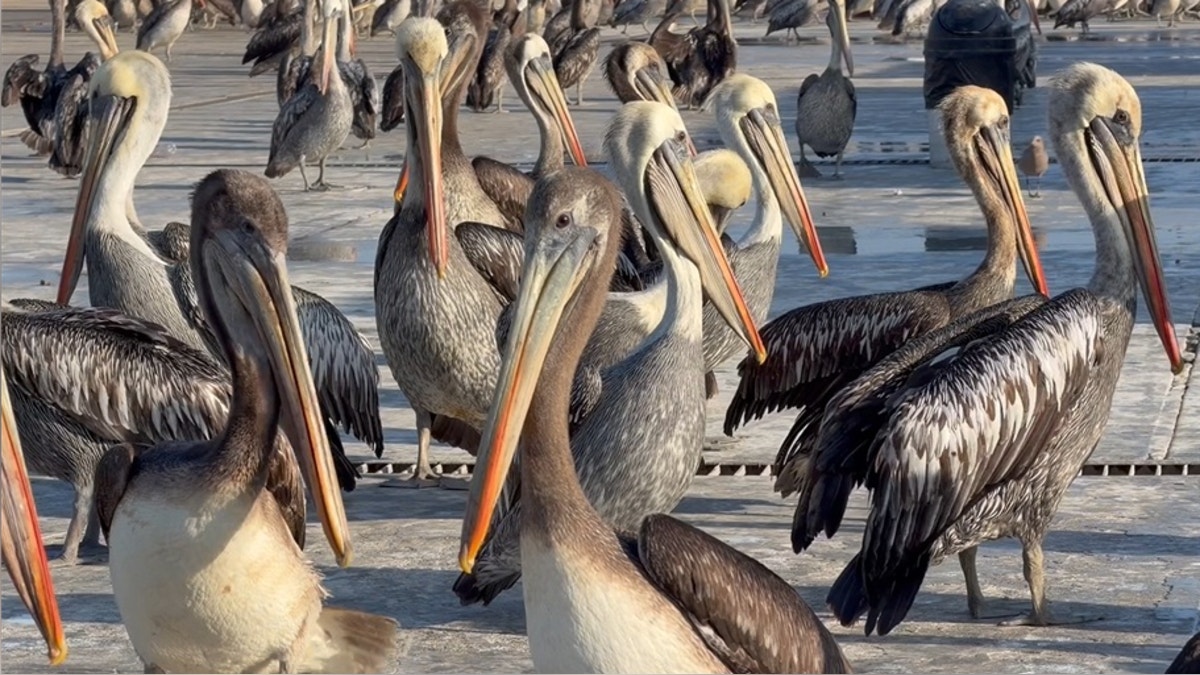 Pelícanos y gaviotas llegan a los muelles por falta de alimento: Serfor explica las causas, qué hacer y qué evitar