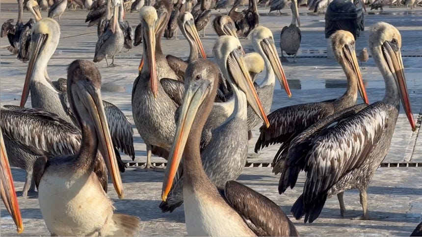 La especialista explicó que las aves marinas se han desplazado hacia los muelles en busca de alimento.
