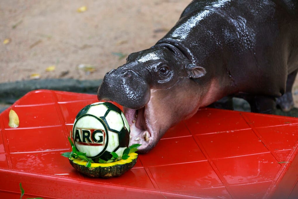 El animal, afamado por su cara adorable y su carácter amistoso, predijo la victoria del actual presidente de Estados Unidos, Donald Trump, en las elecciones celebradas en noviembre de 2024.