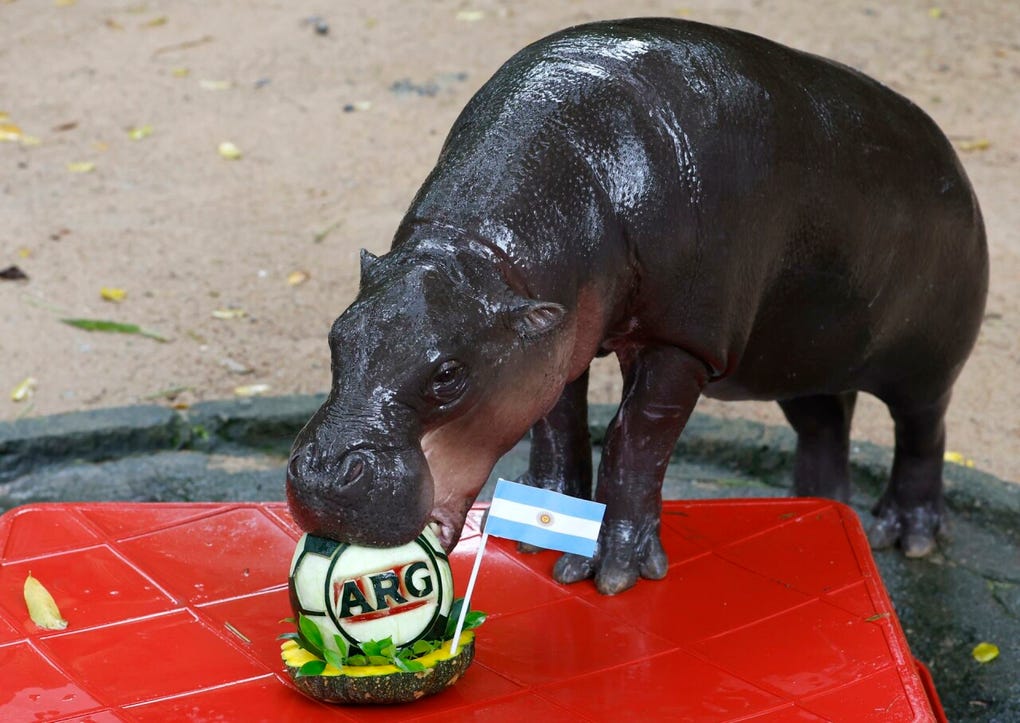 Su fama traspasó fronteras y se plasmó en forma de emoticonos en las redes sociales, además de contar con una línea de productos promocionados por el zoo.