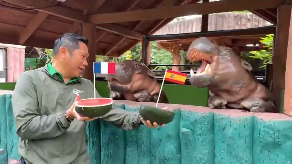 El pasado martes, en una actividad similar, ‘Moo Deng’ apostó por Francia e Inglaterra como las dos naciones que disputarían la final del Mundial, una predicción que finalmente no resultó acertada.