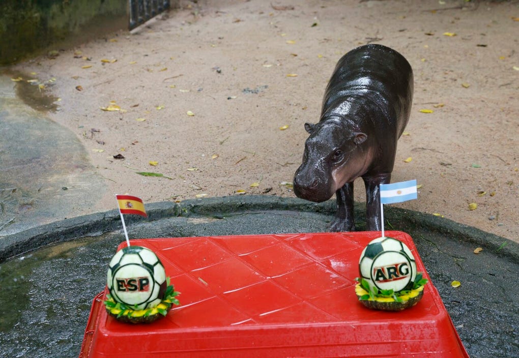 El hipopótamo pigmeo tailandés ‘Moo Deng’, que en 2024 conquistó las redes sociales, predijo este sábado que la Selección Argentina se impondrá a la española en la final del Mundial, que se disputará el domingo.