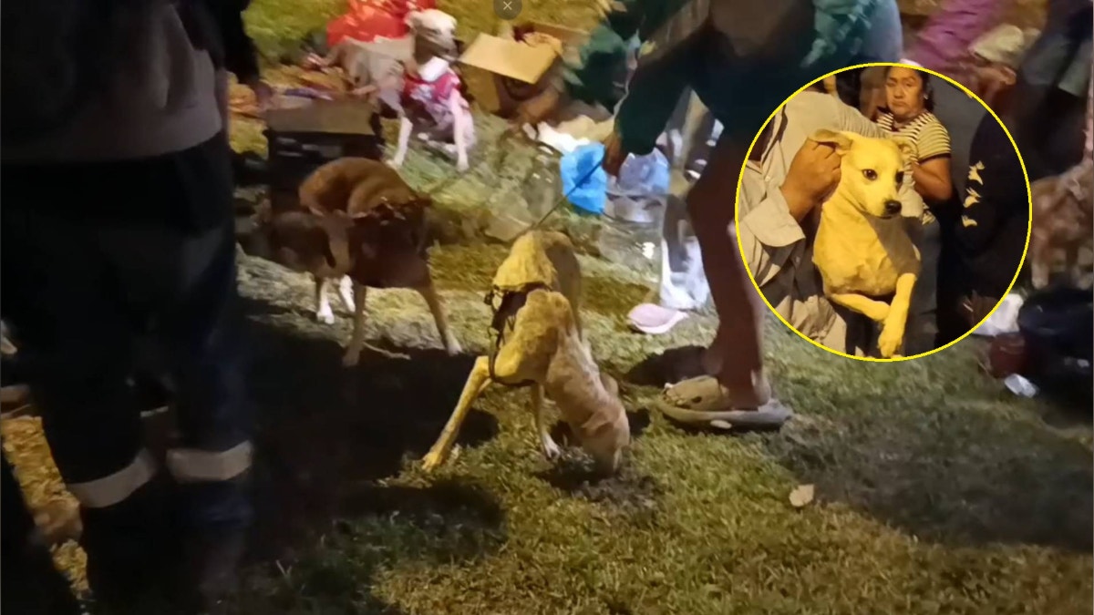 Vecinos rescatan a más de 30 perros víctimas de presunto maltrato animal en una vivienda de Los Olivos