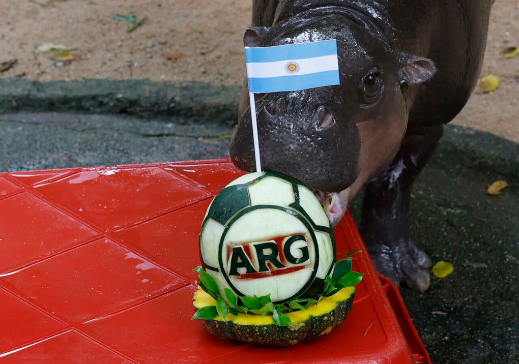 Moo Deng, que vive en el zoo Khao Kheow -unos 110 kilómetros al este de Bangkok-, eligió hoy sin dudarlo una sandía preparada por sus cuidadores en la que aparecían las letras ARG y que estaba coronada con una bandera del país latinoamericano.