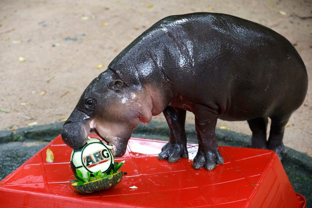 ‘Moo Deng’ (cuyo nombre se traduce del tailandés como ‘Cerdo Saltarín’) es una hembra de hipopótamo pigmeo de 2 años que, tras su nacimiento, se convirtió en una sensación en internet.
