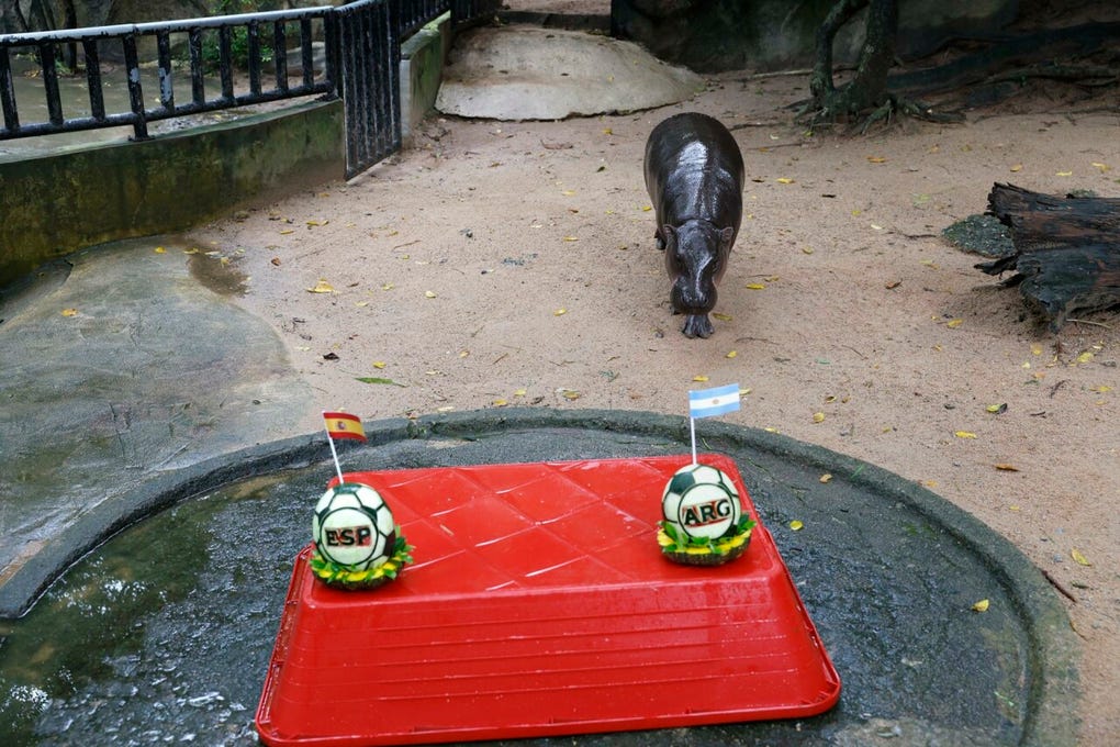 Narongwit Chodchoi, director del centro, explicó a los medios que la actividad busca entretener a los visitantes, a la vez que aportar enriquecimiento y ejercicio al animal, aunque recalcó que no invita a apoyar a un equipo en concreto ni a participar en otras actividades, como las apuestas, que están prohibidas en Tailandia.