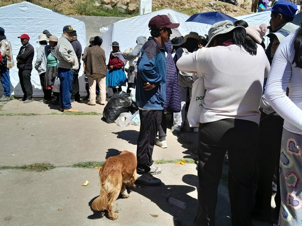 Las mascotas también han recibido atención tras el sismo.