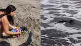 Rescatan a pingüino en la playa Las Sombrillas: estaba desorientado y aparentemente enfermo
