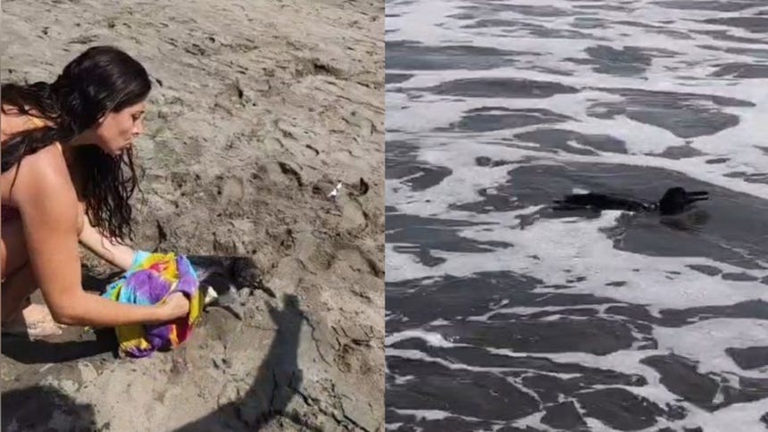 El pingüino, visiblemente desorientado, llegó a la playa y fue auxiliado por bañistas.