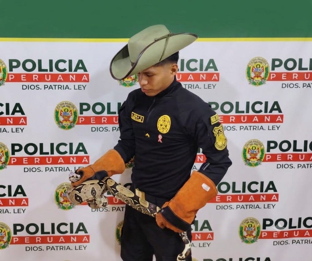 De acuerdo con la PNP, la boa mantona rescatada está valorizada en S/ 800.