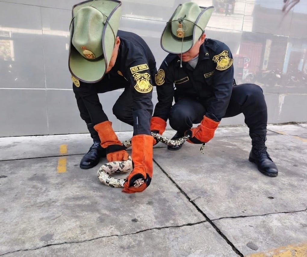 Efectivos de la Dirección de Medio Ambiente de la PNP rescataron a una boa mantona en la cuadra 21 de la avenida Participación, en el distrito de San Juan Bautista, provincia de Maynas, región Loreto.