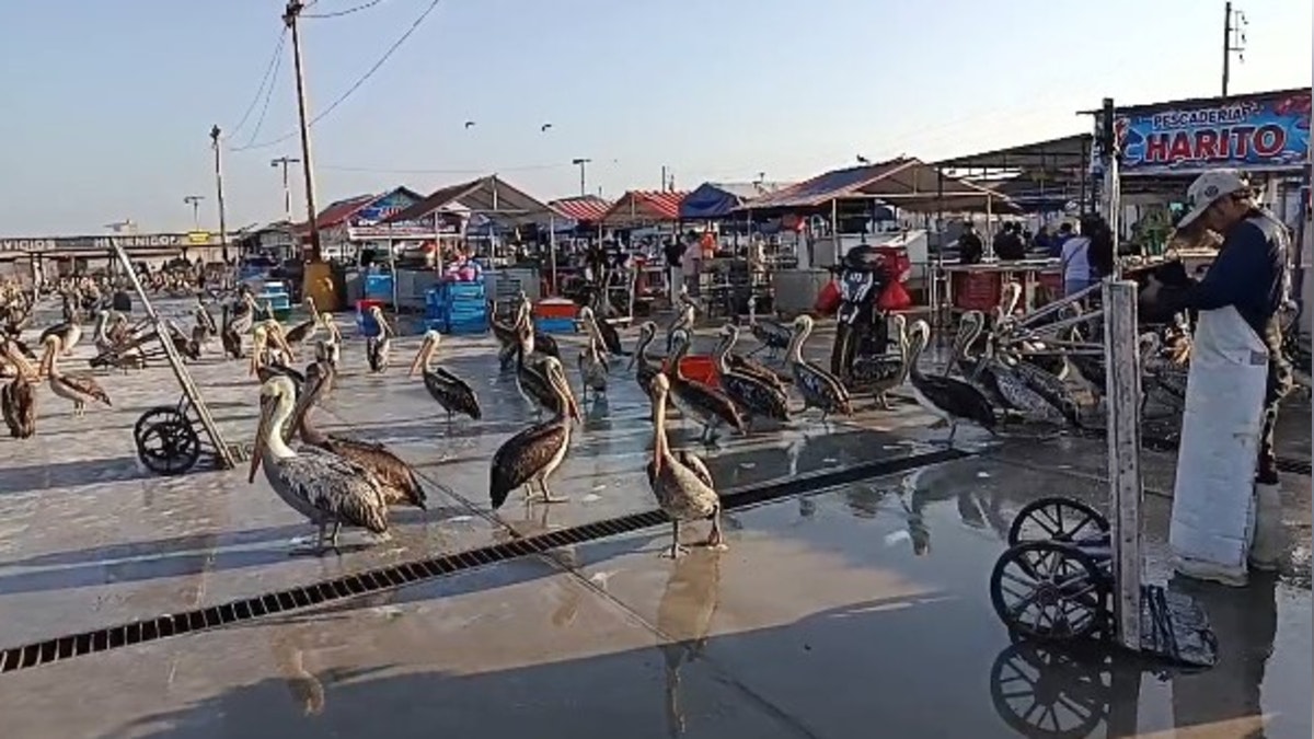 La Libertad: pescadores encuentran pelícanos muertos  en la orilla de la playa Salaverry