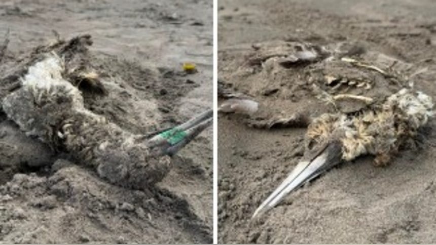 Así aparecieron los animales en la playa.