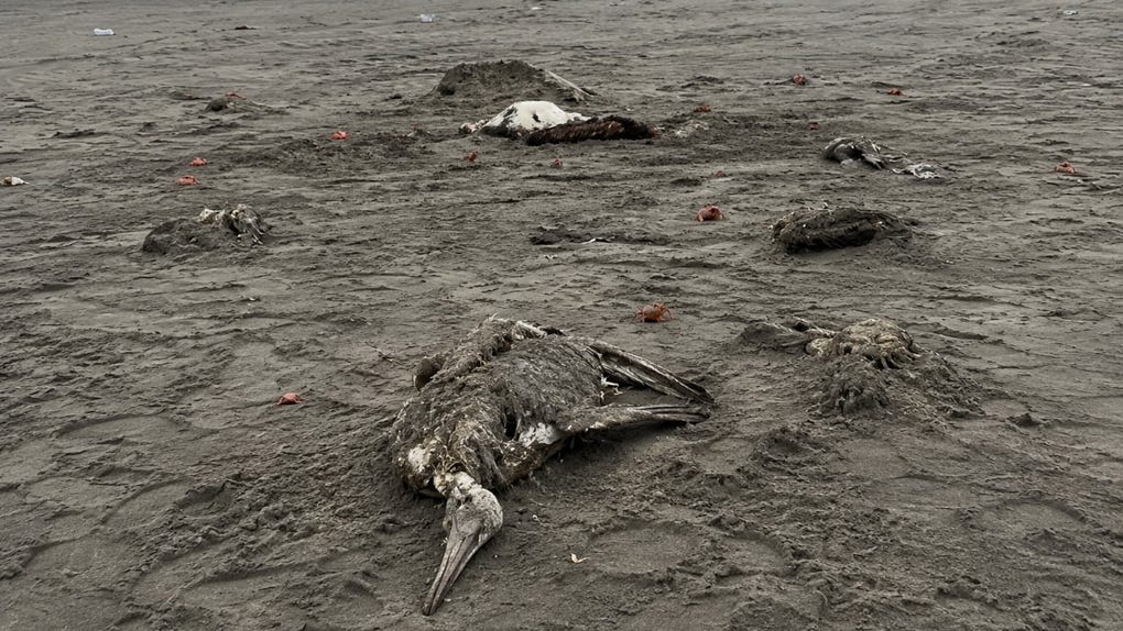 Durante un recorrido realizado por RPP en la playa de Salaverry se contabilizaron cerca de diez ejemplares sin vida.