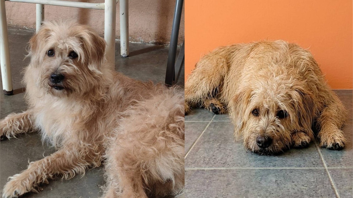 Chorrillos: familia busca a perrito que desapareció hace casi tres meses