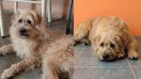 Chorrillos: familia busca a perrito que desapareció hace casi tres meses