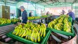 Perú realiza primer envío de banano a China desde Lambayeque
