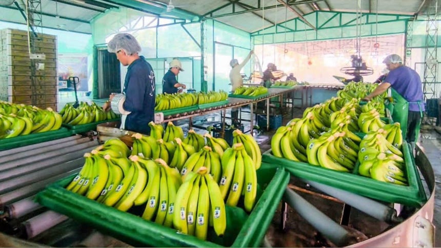 Perú realiza primer envío de banano a China desde Lambayeque
