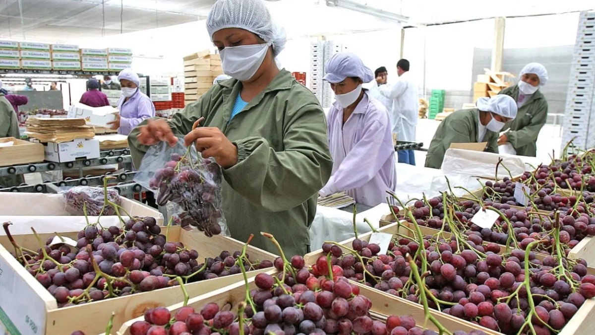 Aranceles de Trump afectarán a las "estrellas" del agro peruano: uvas, arándanos y espárragos pagarán el impuesto del 12,5%