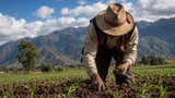 Mensaje a la Nación: Keiko Fujimori anuncia apoyo financiero para agricultores afectados por el Fenómeno El Niño