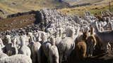Perú lidera la producción mundial de fibra de alpaca con más de 4 700 toneladas al año