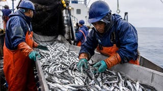 Fenómeno El Niño pondría en riesgo más de 78,000 empleos pesqueros, advierte la Sociedad Nacional de Pesquería